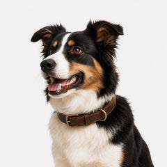 Collection image for: Pet Collars