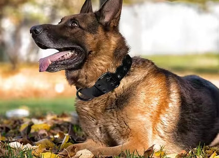 Durable Military Nylon Dog Collar